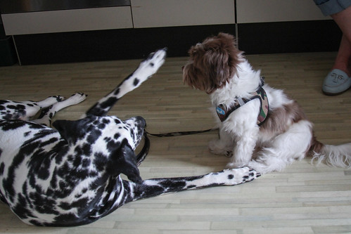 Picture for Puppy Kindergarten