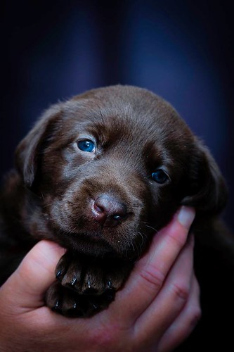 Picture for Puppy Kindergarten