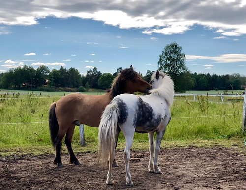 Course Horseback Riding Day Camp, Ages 6-15 image 2