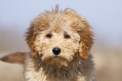 Image for Intermediate Dog Obedience