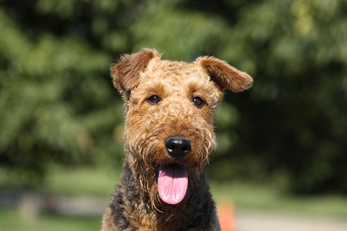 Image for Intermediate Dog Obedience