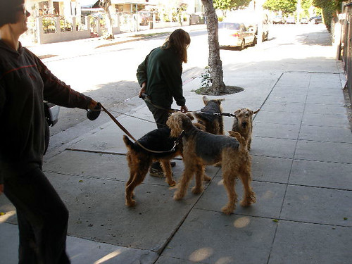 Picture for Canine Good Citizen