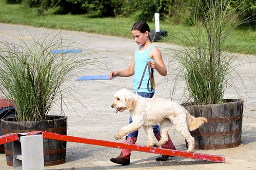 Picture for Intro to Agility Dog Training