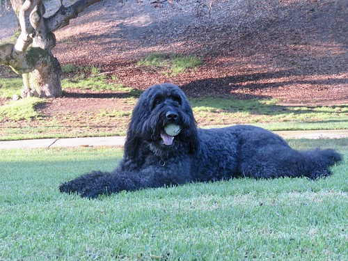 Course Basic Dog Obedience image 1