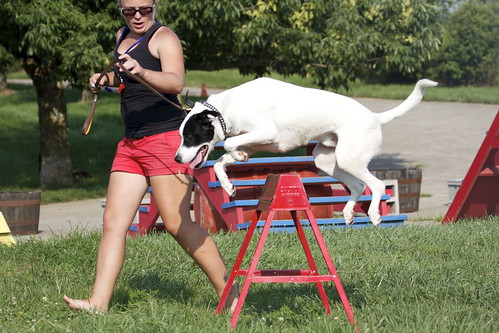 Picture for Intro to Agility Dog Training