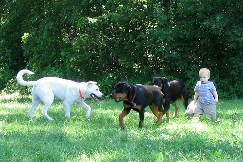 Picture for Rally Obedience