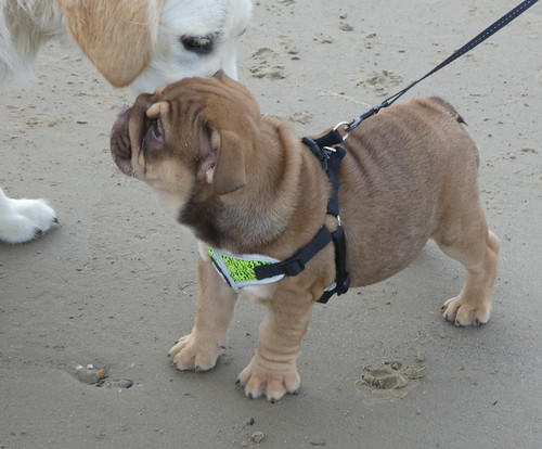 Image for Rally Obedience