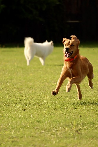 Golden Retriever running for the ball