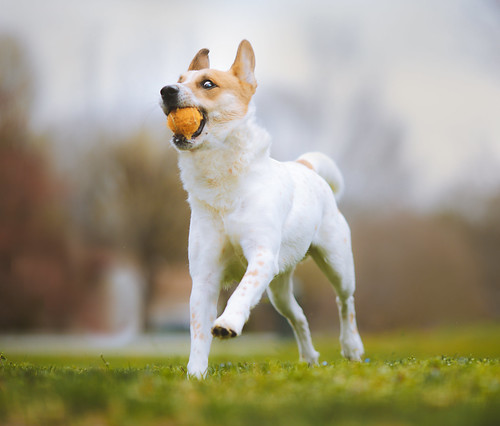 Kelpie Dog Pet Photography