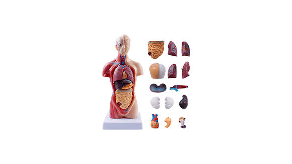 Picture for: An Epic Adventure in Anatomy - Gr. 4-6