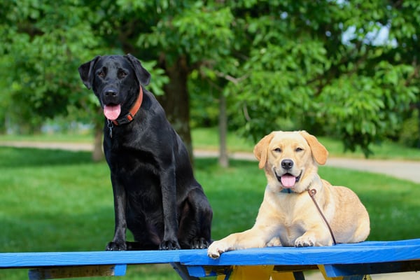 Picture for: Canine Explorers