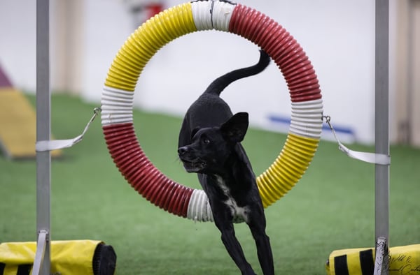 Picture for: Intro to Agility Dog Training