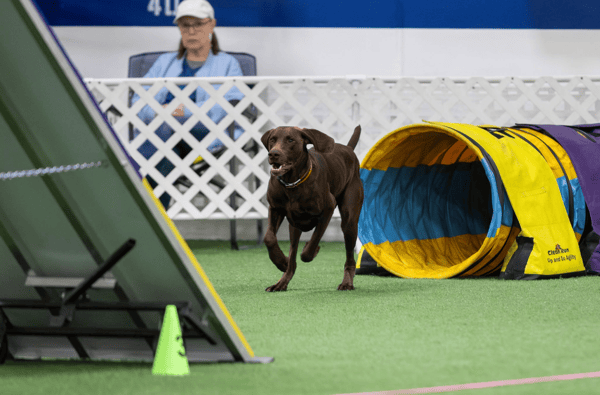 Picture for Agility Dog Training