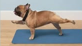 Course Trick Dog image 1