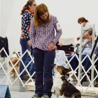 Picture for Rally Obedience