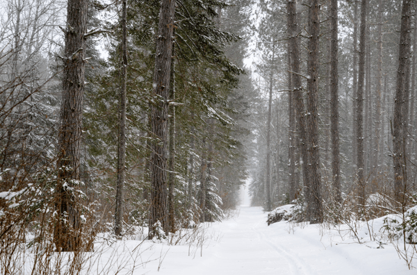 Course NEW! Winter Photo Hike at Rotary Nature Preserve image 1
