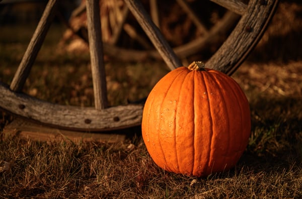 Course NEW! Fall Photography at Lendt's Pumpkin Patch image 1