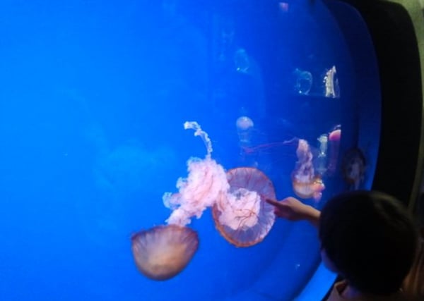 Picture for: Summer Academy Ocean Adventures (Entering Grades 3-5 by invitation only)