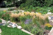 Course Pollinator Rain Garden Workshop image 1