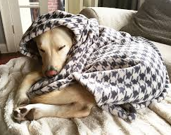 Picture for: Pawfect Blankets