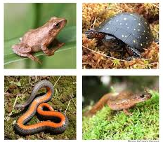Picture for: River Bend Nature Center's Live Animal Ambassadors!