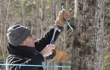 Picture for: Maple Syruping at River Bend Nature Center!