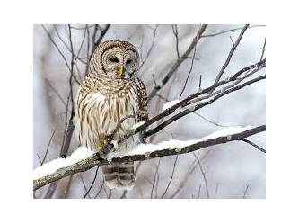 Picture for: All About Owls