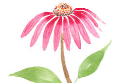 Picture for: Beginner Watercolor: Coneflower