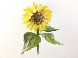 Picture for: Beginner Watercolor: Sunflower