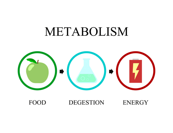 Picture for: Metabolism Boosters & Busters