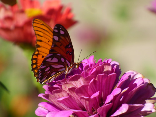 Gulf Fritillary, Story Park, Allen, Texas