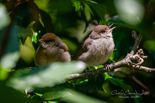 Eurasian Blackcap chicks