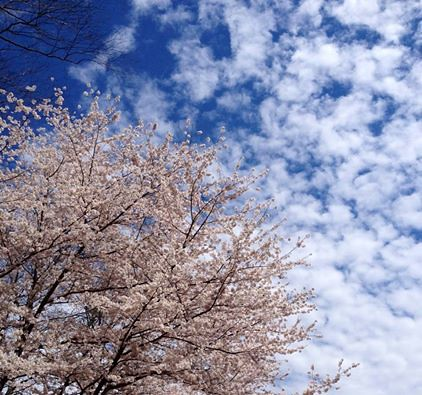 springsky.2014