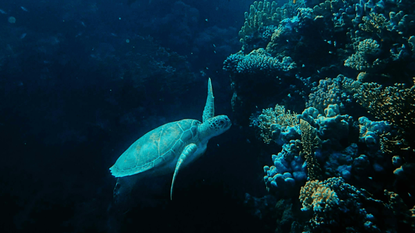 Course Great Decisions: High Seas Treaty : Adult image 2