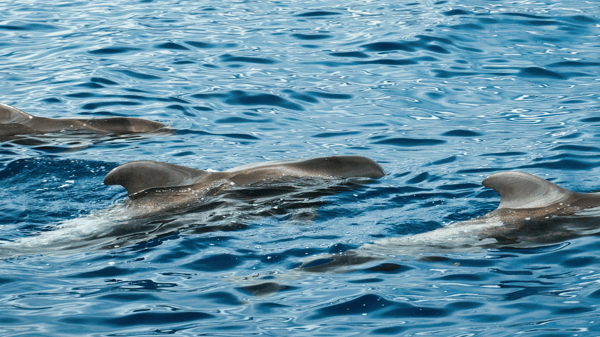 Course Great Decisions: High Seas Treaty : Adult image 3