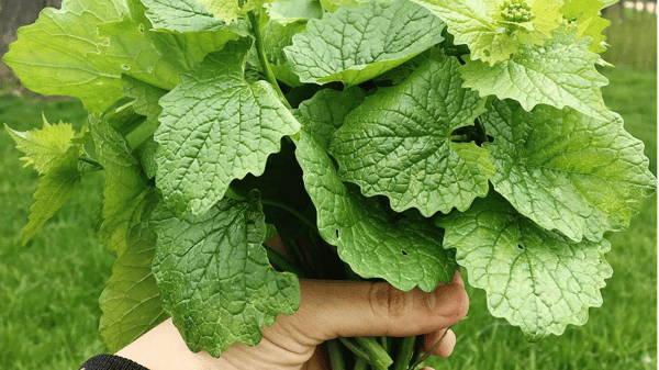 Course Introduction to Foraging: Discovering Wild Foods image 1