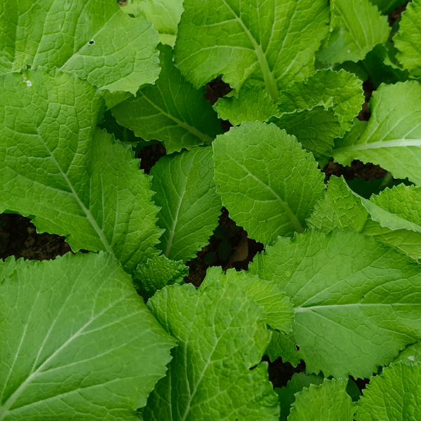 Course Introduction to Foraging: Discovering Wild Foods image 2