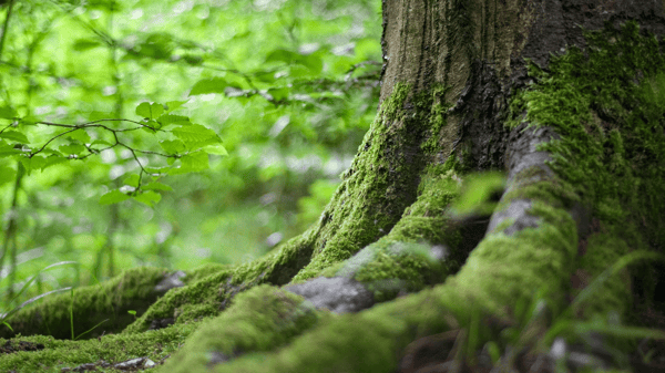 Course Introduction to Foraging: Discovering Wild Foods image 3