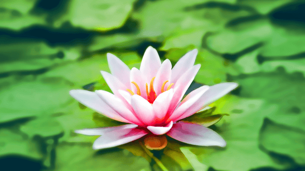 Picture for: Guided Meditation for Stress Reduction - Online