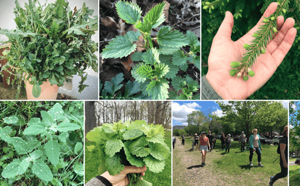 Course Introduction to Foraging: Discovering Wild Foods - Intergenerational image 1