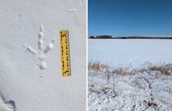 Picture for: The Art and Science of Animal Tracking