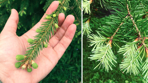 Course Introduction to Foraging: Discovering Wild Foods - Intergenerational image 2