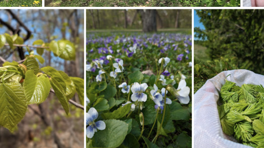 Picture for: Introduction to Foraging: Discovering Wild Foods