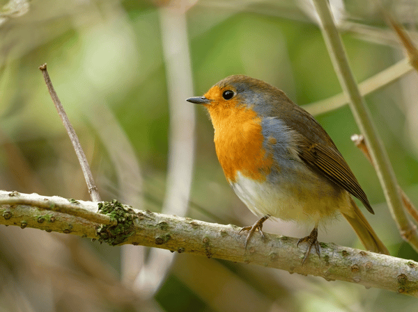 Picture for: Birding 101- Be the Bird Nerd You Were Meant to Be: Gr. 2-5