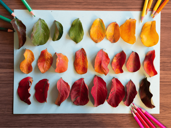Picture for: Fall Arts & Crafts with Ms. deNeui: Gr. 1-5