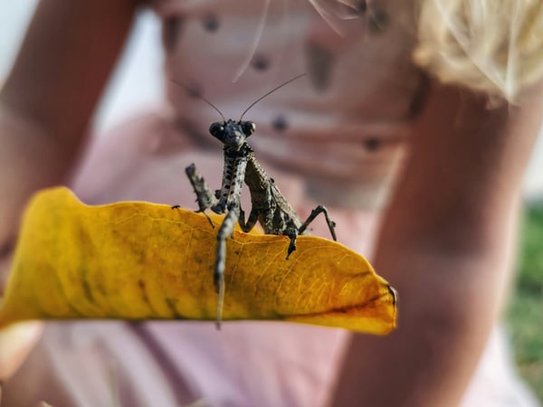 Picture for: Incredible Insects: Ages 3-5
