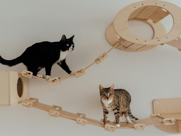 Picture for: Woodshop- Furrr-niture for Your Four Legged Friends: Gr. 6-12