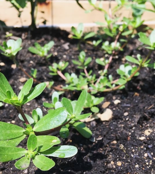 Course Introduction to Foraging: Discovering Wild Foods - Intergenerational image 4