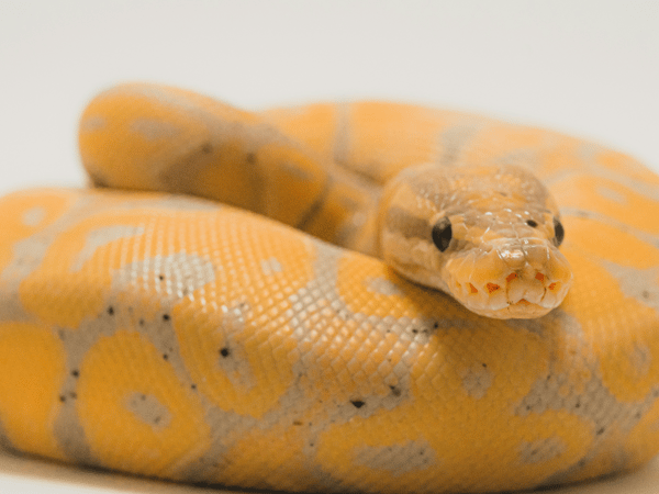 Picture for: All About Snakes: Gr. 2-6