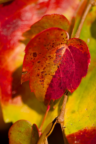 Picture for Embroidered Fall Leaf Garland - Intergenerational